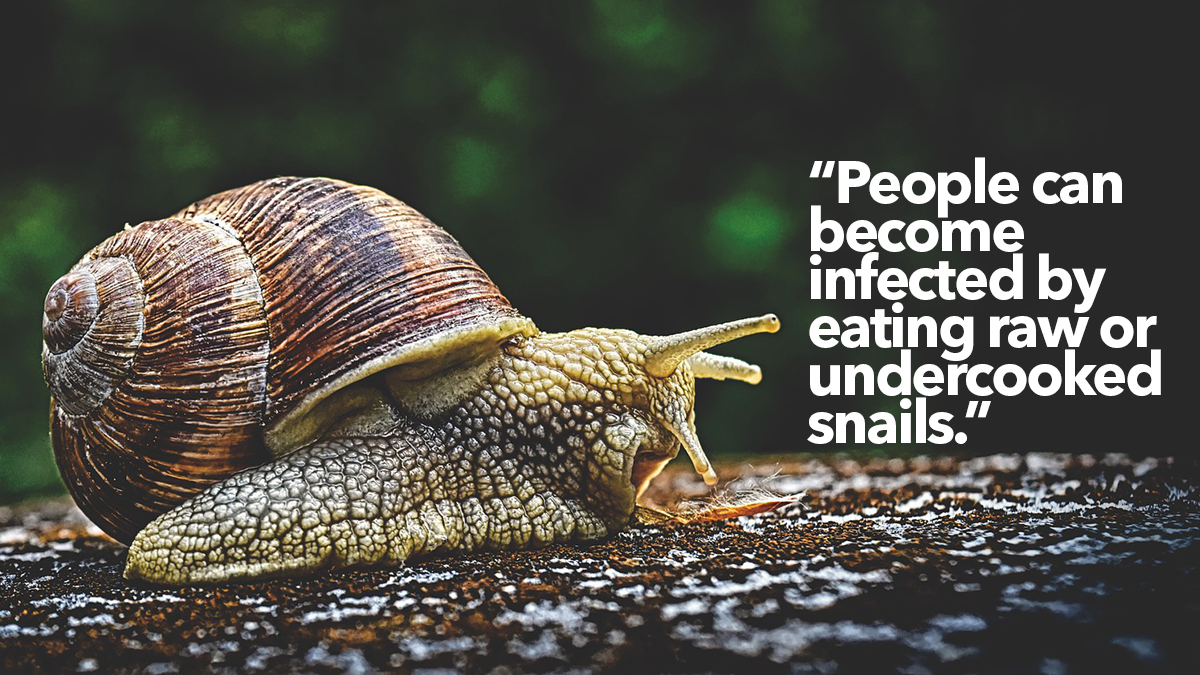287 rat lungworm snails hosts 287 rat lungworm snails hosts